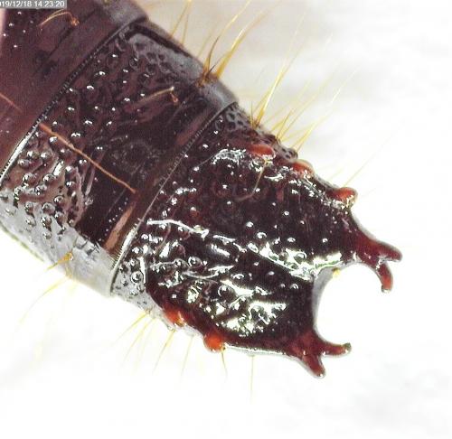 Stenagostus rhombeus